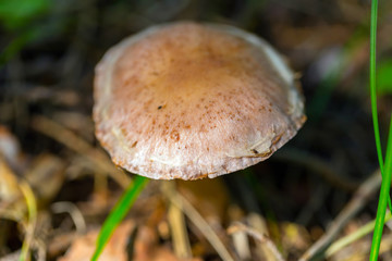 An unidentified wild fungus growing out of green moss