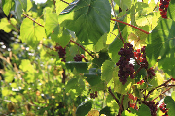 red grapes plant with fruit..