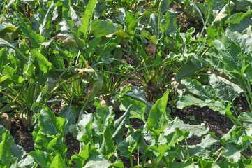 Sugar beet vegetables