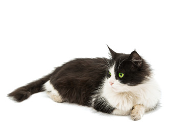 Black & white cat si