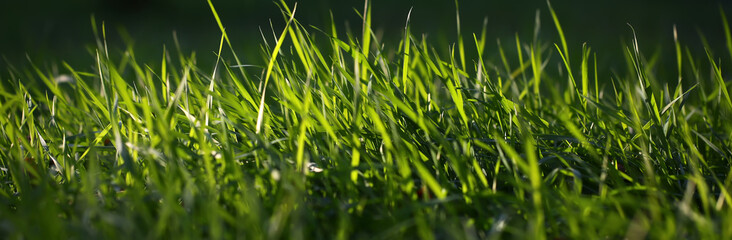 Fresh green grass