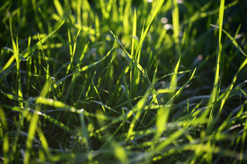 Fresh green grass