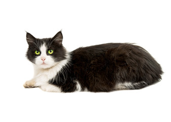 Black & white cat si