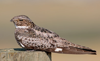 Common Nighthawk