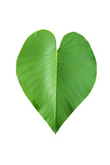 Heart leaf