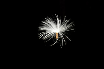 fluffy seed on black background