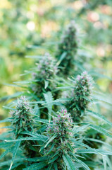 branch of cannabis plant with buds