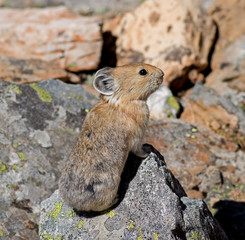 American Pika