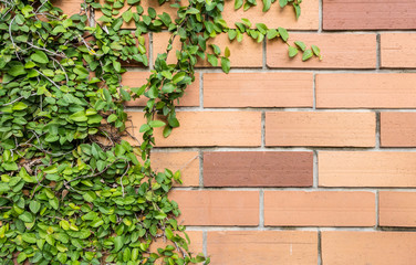 Closeup green ivy with red brick wall texture background