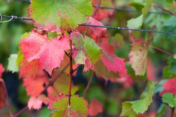 Purple leaves of red wine grape Bibor kadarka (Purple kadarka)