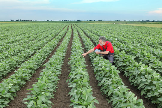 Farmer or agronomist in soy bean field
