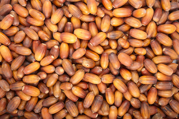 texture of acorns