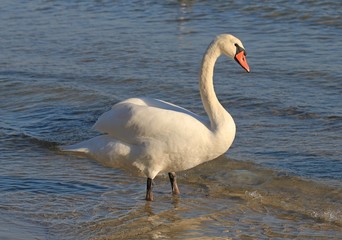 Лебедь стоящий в воде