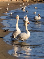 Лебеди зимующие в Чёрном море около г. Варна (Болгария) 