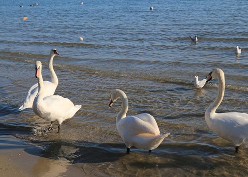 Зимующие на берегу Чёрного моря лебеди 