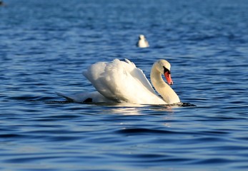 Лебедь плывущий в море