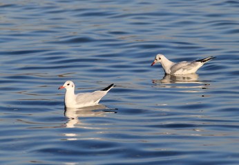 Две обыкновенных чайки (Larus ridibundus) в море