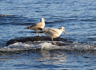 Молодые серебристые чайки (Larus argentatus) на камне в море