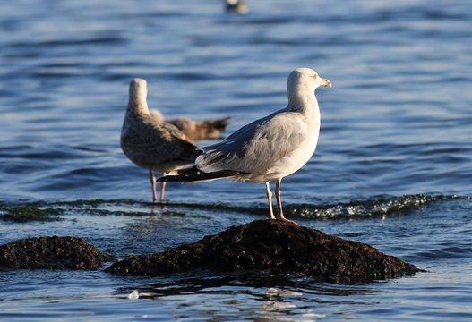 Молодые серебристые чайки (Larus argentatus) на камне в море