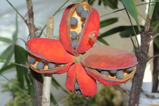 Flor encontrada no meio da floresta