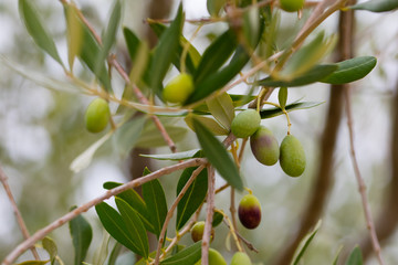 Fototapeta premium olive tree