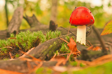danger amanita