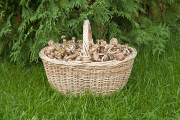 Armillariella mellea, basket with mushrooms