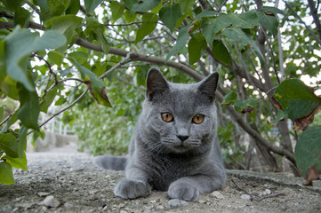 Naklejka na ściany i meble Crimea, a homeless cat