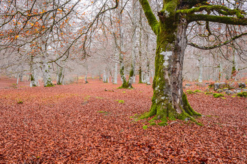 Autumn on Entzia mountain range (Spain)