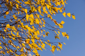 autumn birch branches in the wind against the sky