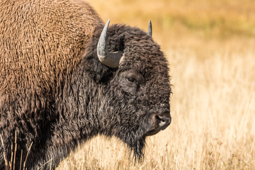 Bison in Yellowstone National park