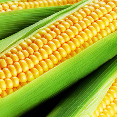 corn cob