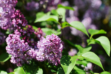purple lilac