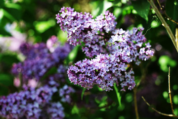 purple lilac