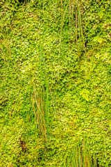 Obraz premium green tropical plant wall