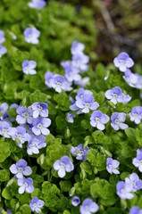 Creeping speedwell flowers Veronica filiformis