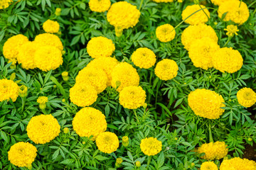 beautiful blooming yellow Marigolds Tagetes erecta flowers backg