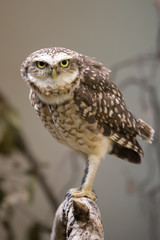 Eule auf Ast Portrait 2