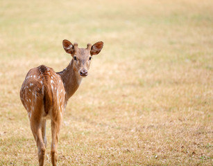 Cute Deer in the Park