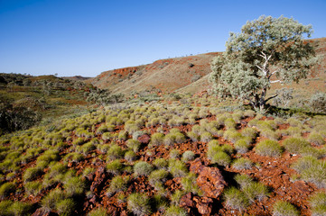 Spinifex on Iron Ore Rocks  - Australian Outback