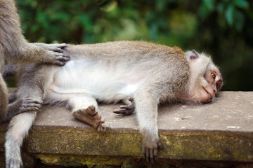 Family of Monkeys in Temple Park, Bali