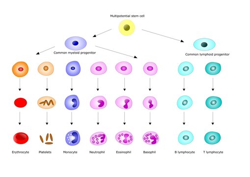 ematopoiesi: formazione delle principali cellule del sangue e del sistema immunitario