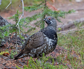 Spruce Grouse - male