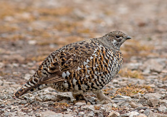 Spruce Grouse - female