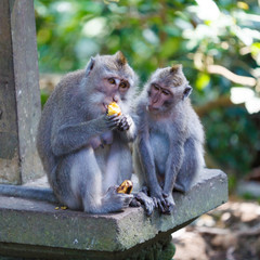 Long-tailed Macaque eating Bananas at Ubud Temple Park