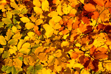 Colorful autumn background