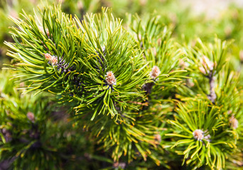 Closeup of the pine buds and needles