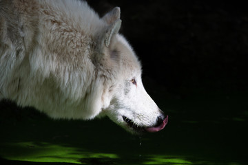 Weisser Wolf am trinken