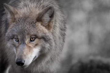 Photo sur Aluminium Loup Portrait de loup gris 4