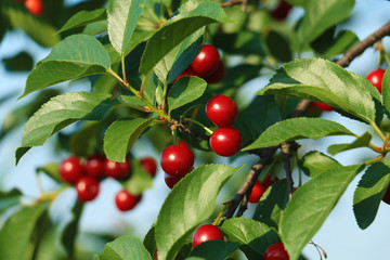 cherry branch